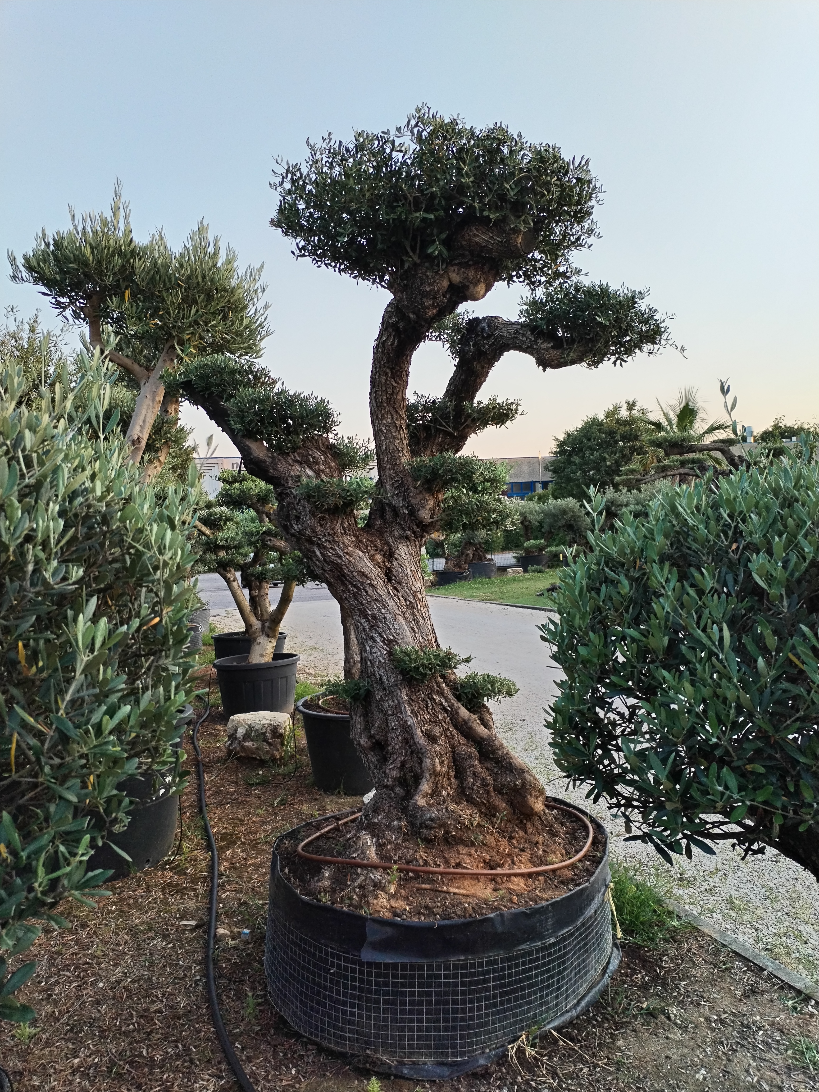 ulivo bonsai compreso di vaso - Vivai Podavini Giuseppe