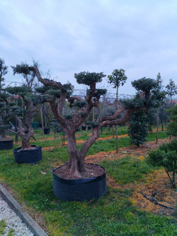 Ulivo macrobonsai (G+3)